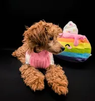 Jessica Simpson Dark 🩷, a female Poodle - Toy  for sale in Meta, MO – Photo 10 of 10