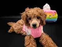 Jessica Simpson Dark 🩷, a female Poodle - Toy  for sale in Meta, MO – Photo 1 of 10