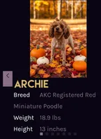 Bo Peep 🩷, a female Poodle - Miniature  for sale in Meta, MO – 6 of 7