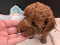 Barney 🤎, a male Poodle - Toy  for sale in Meta, MO – 3 of 10