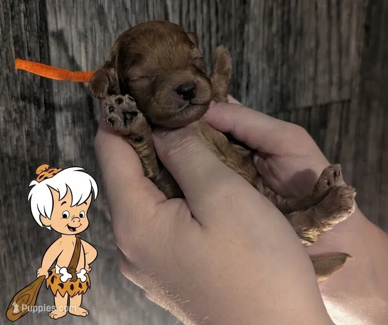 Bamm Bamm 🧡 – Poodle - Toy  puppy for sale in Meta, MO