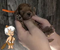 Bamm Bamm 🧡, a male Poodle - Toy  for sale in Meta, MO – 1 of 10