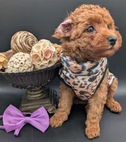 Grape 🍇, a female Poodle - Toy  for sale in Meta, MO – 10 of 10