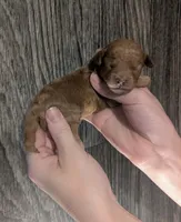 Betty 🩵, a female Poodle - Toy  for sale in Meta, MO – 9 of 10
