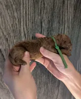 Rex 🦖, a male Poodle - Miniature  for sale in Meta, MO – 5 of 10