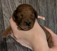 Nala 🩷, a female Poodle - Miniature  for sale in Meta, MO – 8 of 10