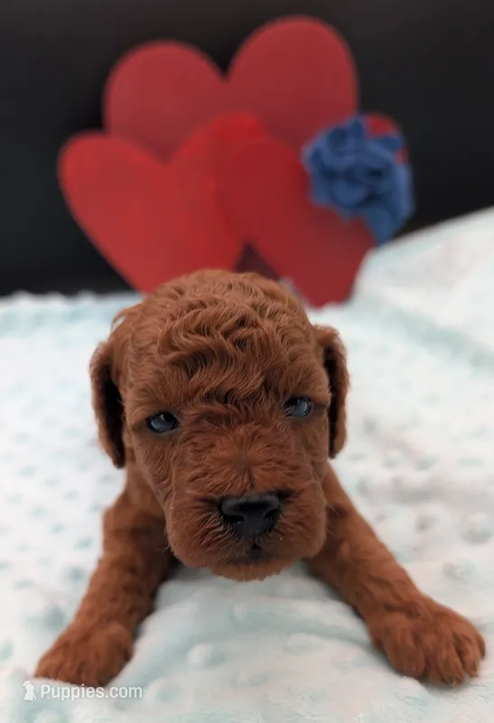 Caleb 🩵 – Poodle - Miniature  puppy for sale in Meta, MO