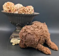 Jessie 💛, a female Poodle - Miniature  for sale in Meta, MO – 4 of 10