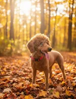 Winston Retired Stud, a male Poodle - Miniature  for sale in Meta, MO – 3 of 10