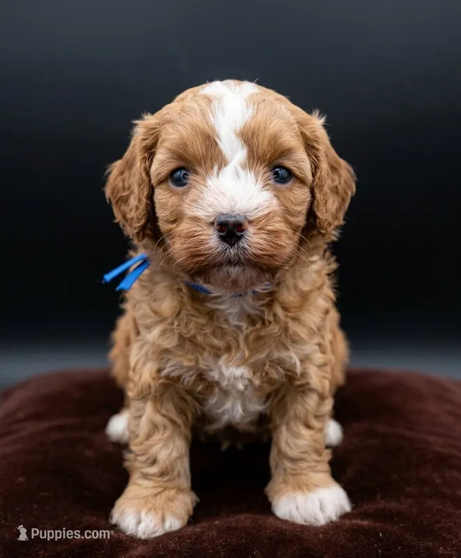 Jaxin 🩵 – Cavapoo puppy for sale in Meta, MO