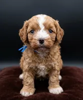 Jaxin 🩵, a male Cavapoo for sale in Meta, MO – 1 of 10