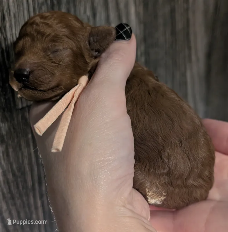 Ginger 🩷 – Poodle - Toy  puppy for sale in Meta, MO