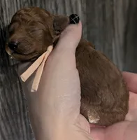 Ginger 🩷, a female Poodle - Toy  for sale in Meta, MO – 1 of 10