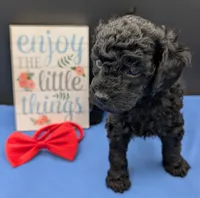 Simba ❤️, a male Poodle - Miniature  for sale in Meta, MO – 5 of 10