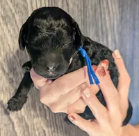 Mufasa 💙, a male Poodle - Miniature  for sale in Meta, MO – 6 of 10