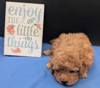 Bamm Bamm 🧡, a male Poodle - Toy  for sale in Meta, MO – 10 of 10