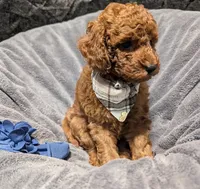 Caleb 🩵, a male Poodle - Miniature  for sale in Meta, MO – 8 of 10