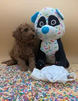 Melanie 🤍, a female Poodle - Miniature  for sale in Meta, MO – Photo 5 of 10