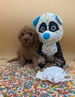 Melanie 🤍, a female Poodle - Miniature  for sale in Meta, MO – Photo 8 of 10