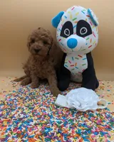 Melanie 🤍, a female Poodle - Miniature  for sale in Meta, MO – Photo 9 of 10