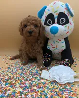 Melanie 🤍, a female Poodle - Miniature  for sale in Meta, MO – Photo 10 of 10