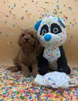 Melanie 🤍, a female Poodle - Miniature  for sale in Meta, MO – Photo 3 of 10