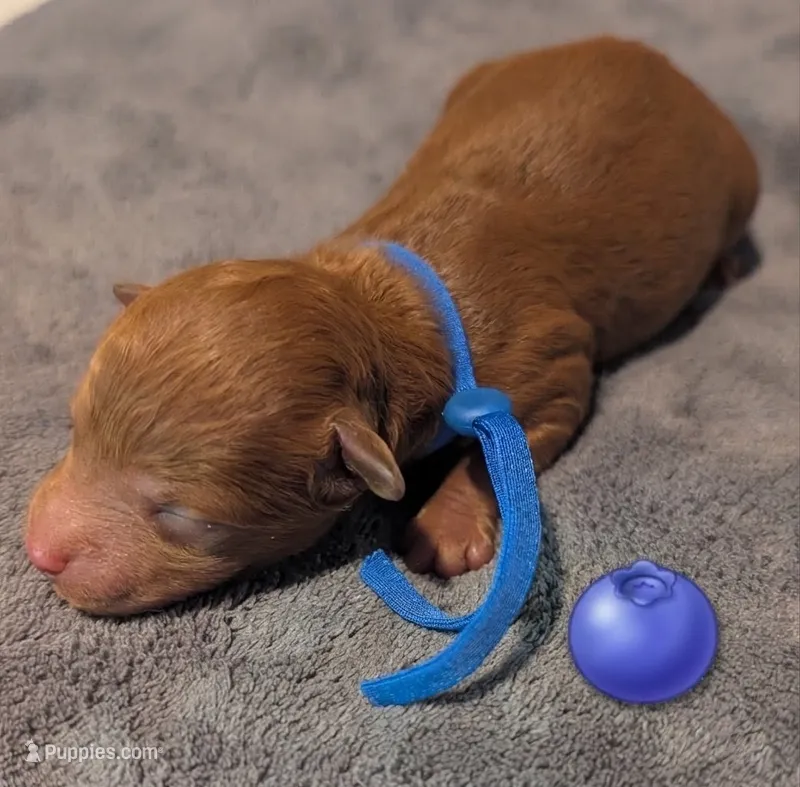 Blueberry 🫐 – Poodle - Toy  puppy for sale in Meta, MO