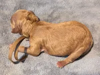 All Spice 🤎, a male Poodle - Toy  for sale in Meta, MO – 6 of 9