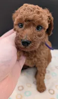 Grape 🍇, a female Poodle - Toy  for sale in Meta, MO – 4 of 10