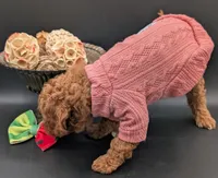 Watermelon 🍉, a female Poodle - Toy  for sale in Meta, MO – 7 of 10