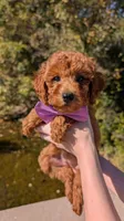 Grape 🍇, a female Poodle - Toy  for sale in Meta, MO – 8 of 10
