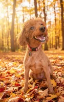 Winston Retired Stud, a male Poodle - Miniature  for sale in Meta, MO – 6 of 10