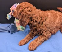 Caleb 🩵, a male Poodle - Miniature  for sale in Meta, MO – 7 of 10
