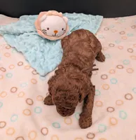 Woody 🤎, a male Poodle - Miniature  for sale in Meta, MO – 10 of 10