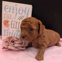 Pixie 🩷, a female Poodle - Miniature  for sale in Meta, MO – 8 of 10
