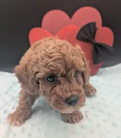 Snoopy 🖤, a male Poodle - Miniature  for sale in Meta, MO – 2 of 10