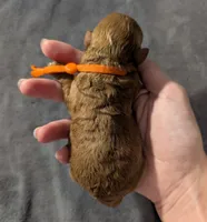 Bamm Bamm 🧡, a male Poodle - Toy  for sale in Meta, MO – 7 of 10