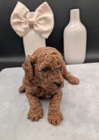 Sophia 🩷, a female Poodle - Miniature  for sale in Meta, MO – 8 of 10