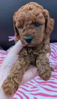 Ruth 💜, a female Poodle - Miniature  for sale in Meta, MO – Photo 5 of 10