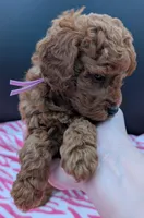 Ruth 💜, a female Poodle - Miniature  for sale in Meta, MO – Photo 3 of 10