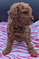 Ruth 💜, a female Poodle - Miniature  for sale in Meta, MO – Photo 9 of 10