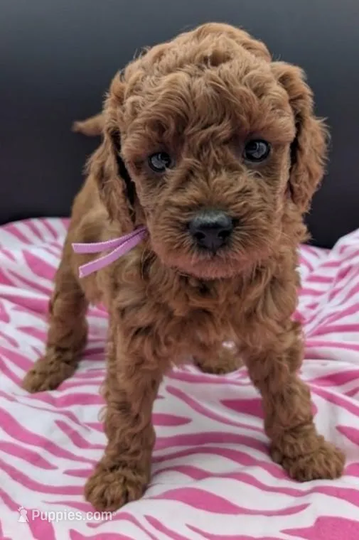 Ruth 💜 – Poodle - Miniature  puppy for sale in Meta, MO