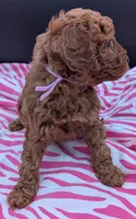 Ruth 💜, a female Poodle - Miniature  for sale in Meta, MO – Photo 7 of 10