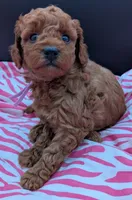 Ruth 💜, a female Poodle - Miniature  for sale in Meta, MO – Photo 8 of 10