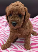 Ruth 💜, a female Poodle - Miniature  for sale in Meta, MO – Photo 4 of 10