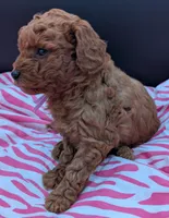 Ruth 💜, a female Poodle - Miniature  for sale in Meta, MO – Photo 10 of 10