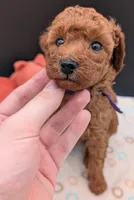 Grape 🍇, a female Poodle - Toy  for sale in Meta, MO – 8 of 10