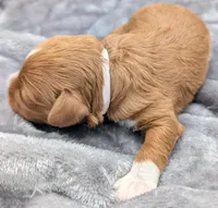 Brooklyn 💜, a female Cavapoo for sale in Meta, MO – Photo 3 of 10