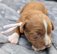 Brooklyn 💜, a female Cavapoo for sale in Meta, MO – Photo 2 of 10