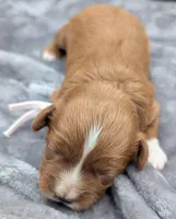 Brooklyn 💜, a female Cavapoo for sale in Meta, MO – Photo 4 of 10